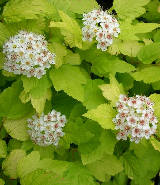 Physocarpus opulifolius 'Dart's Gold'